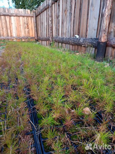 Сеянцы сосны