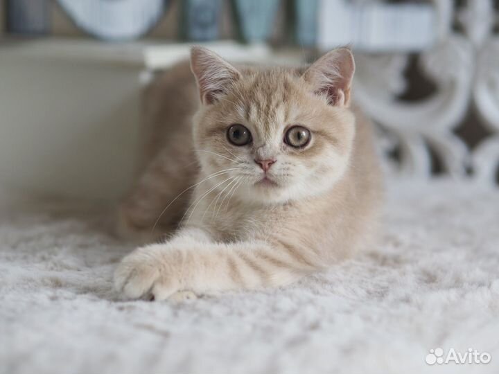 Британский Котёнок. Девочка драгоценного окраса