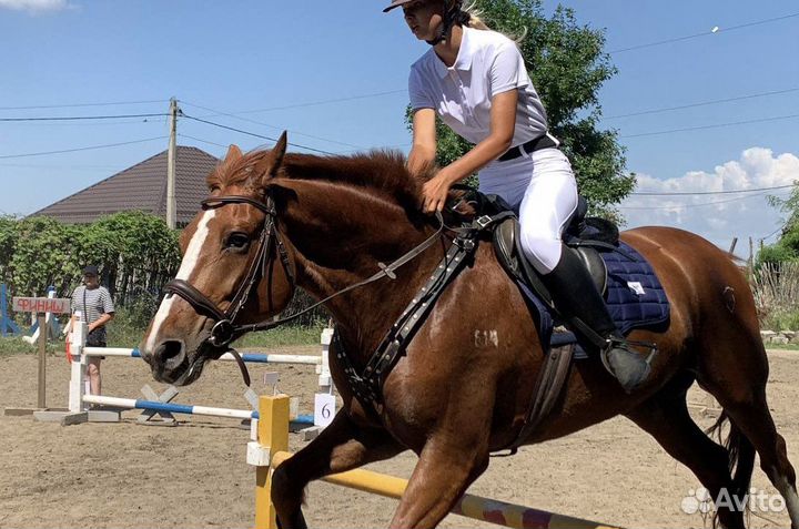 Прокат/фотосессия/походы на лошадях