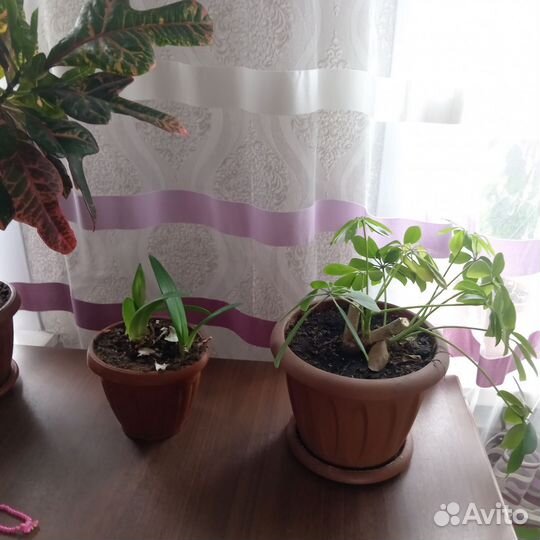 Бенджамина