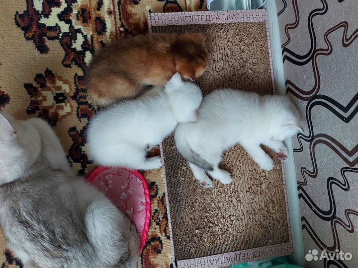 Кошка серебристая шиншилла