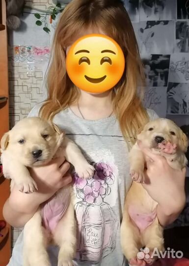 Щенки лабрадора