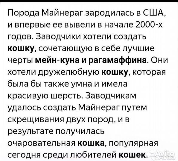 Помесь Мейн-куна котята готовы к переезду