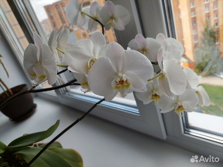 Королевская орхидея