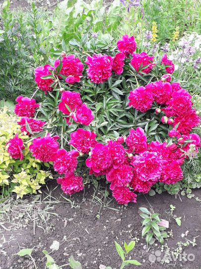 Пионы саженцы