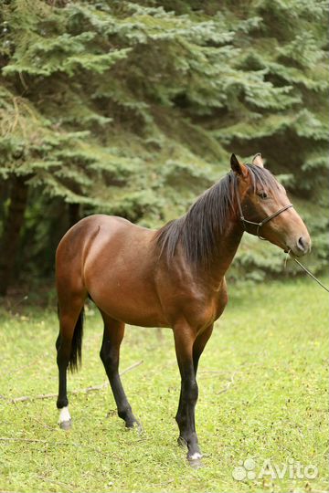Карачаевский жеребец