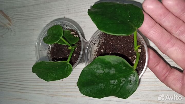 Хойя продажа