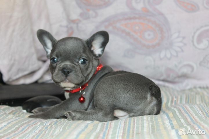 Твоя голубая мечта