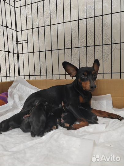 Щенки цвергпинчера