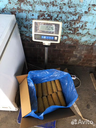 Сладкая кукуруза