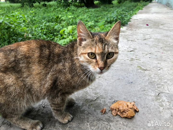 Кошка ищет дом
