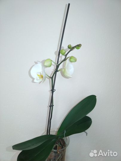 Орхидея, пальма Вашингтония веерная