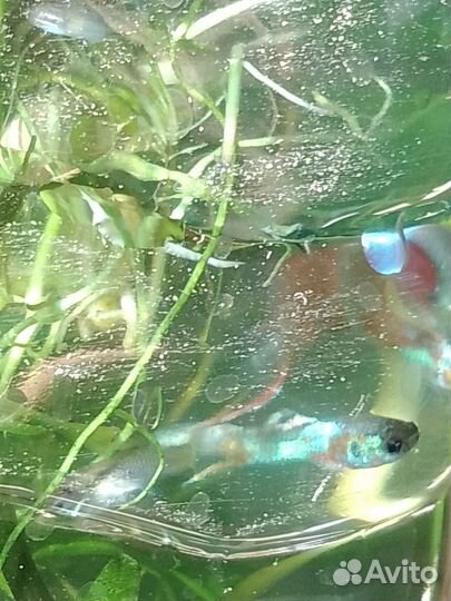 Рыбки гуппи