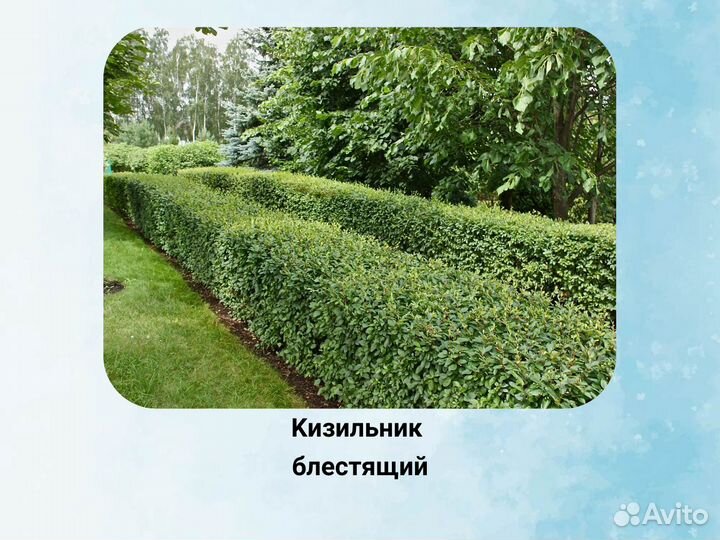 Кизильник блестящий, живая изгородь