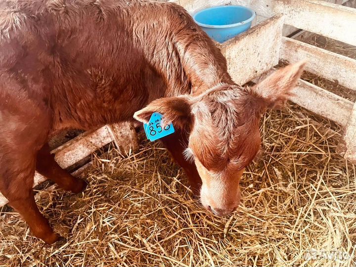 Телята шустрые бычки и телки