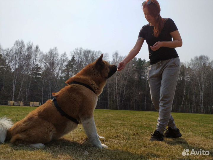 Кинолог (корекция поведения собак)