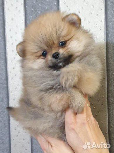 Померанский шпиц медвежьего типа