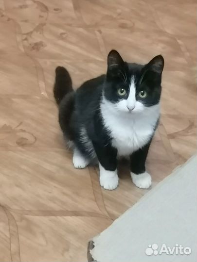 Котенок в добрые руки