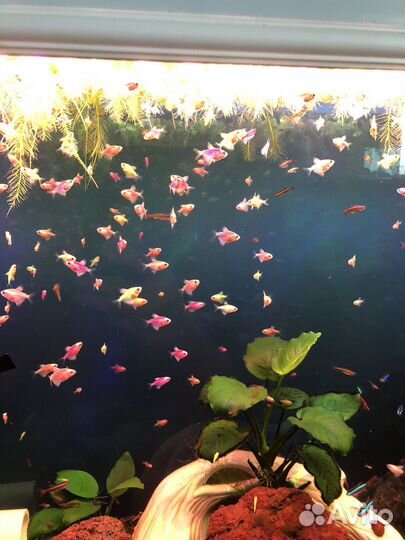 Тернеция гло