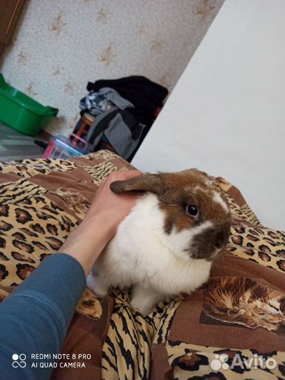 В добрые руки кролик