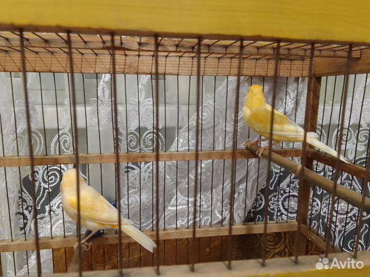 Канарейка кенар