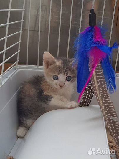 Игривая кошечка. 3 месяца