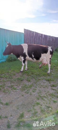 Корова молочная