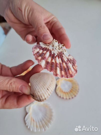 Ракушки с Чёрного моря