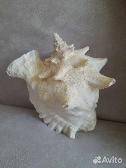 Ракушка морская большая