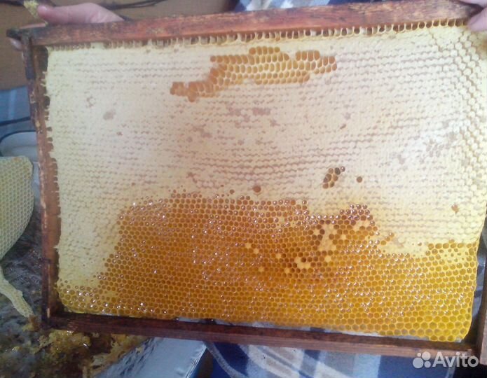 2024 Мёд натуральный алтайский оптом