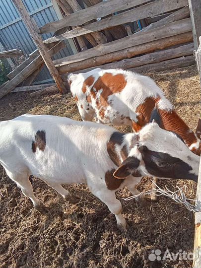 Бычок и тёлочка