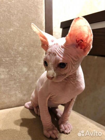 Канадский сфинкс котята