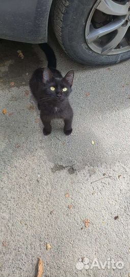 Бездомный котенок-девочка