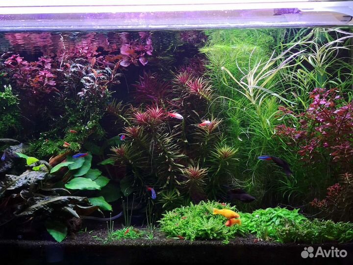 Аквариумные растения бесплатно по воскесеньям