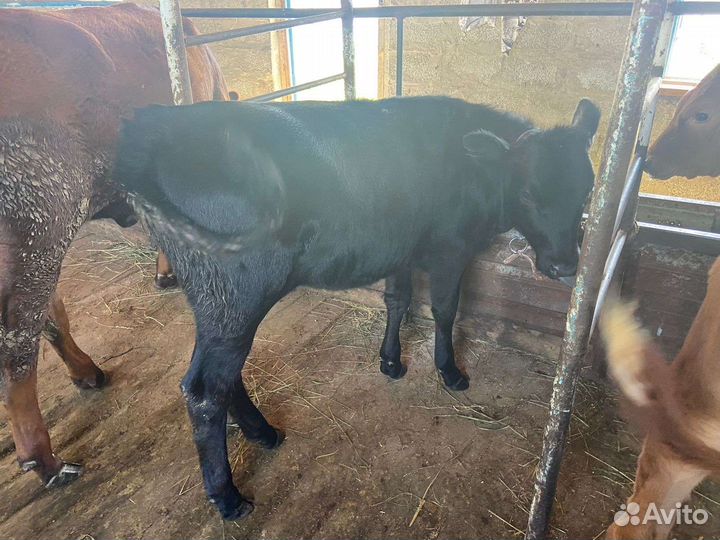 Корова Телята