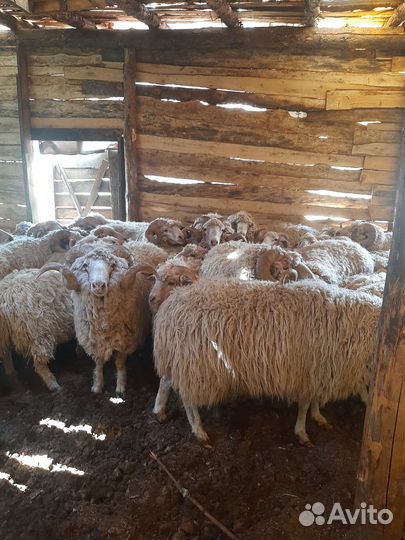 Овцы бараны
