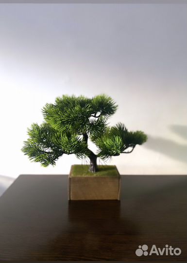 Дерево Бонсай сосна