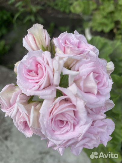 Пеларгония герань