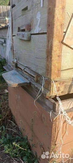 Пчелосемьи