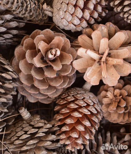 Шишка сосновая для поделок