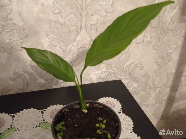 Продам отросток цветка спатифиллум