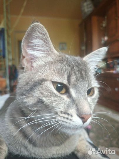 Кошки в добрые руки бесплатно.Ловит мышей