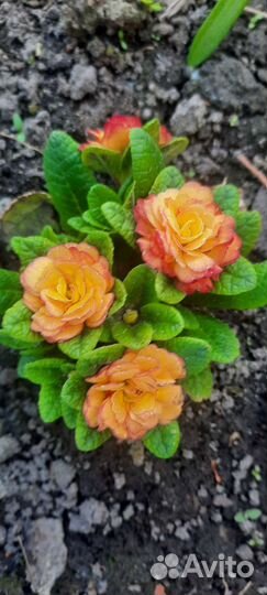 Примула беларина