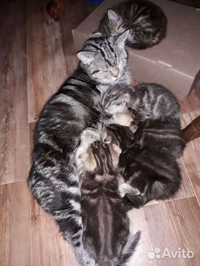 Котята шотландские