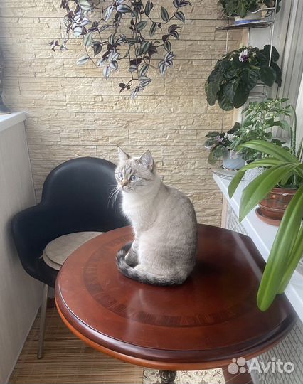 Передержка кошек/котов в домашних условиях