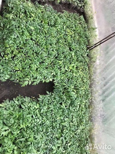 Рассада помидор