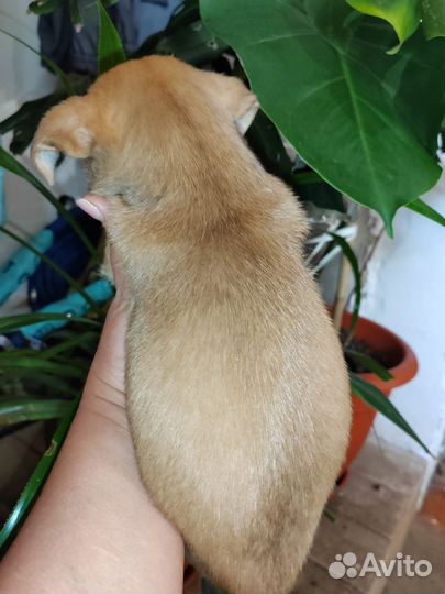 Той-терьер щенки