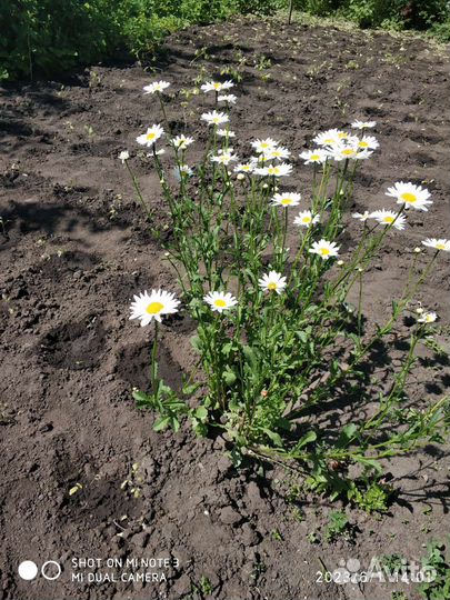 Растения для сада