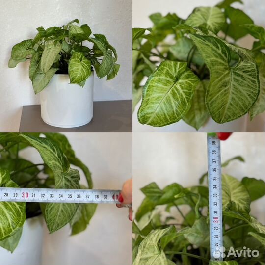 Сингониумы два сорта