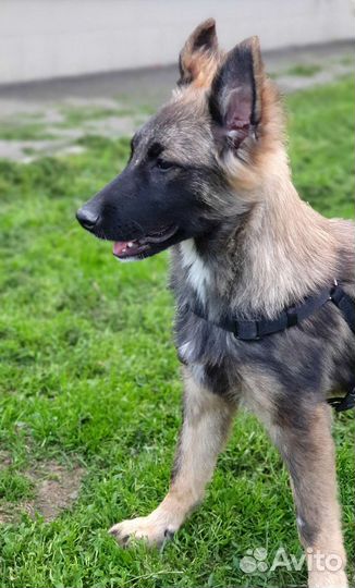 Овчарка метис бесплатно
